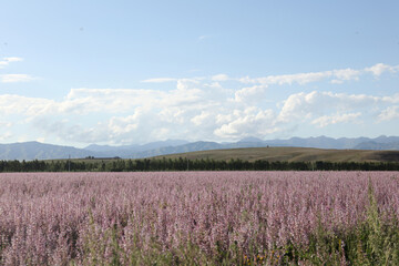 Fototapeta premium field of lavender
