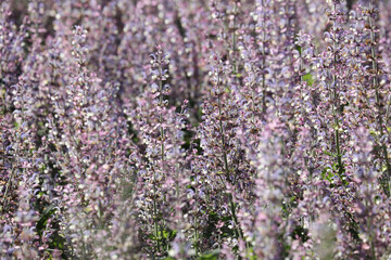 green moss background