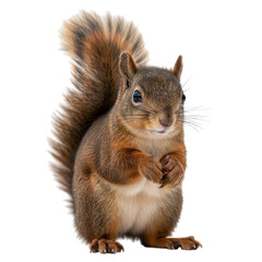 Obraz premium Squirrel, alert and bushy-tailed, isolated, detailed fur