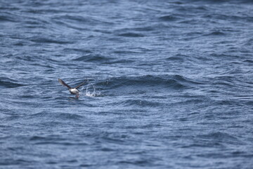 Fototapeta premium The pigeon guillemot (Cepphus columba) is a species of bird in the auk family, Alcidae. This photo was taken in Hokkaido, Japan.