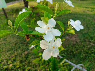Jasmine Tempel (Wrightia antidysenterica), a flower that scents the air. An elegant ornamental plant