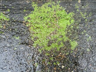Green Moss on Wet Concrete Floor