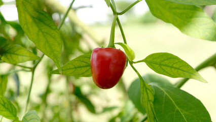 Capsicum annuum pepper or red cherry hot pepper hanging on branch