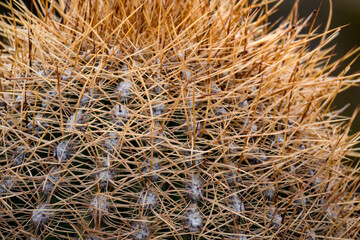 Cactus in Parque Nacional Los Cardones, Cactus National Park, Cachi Valley, Calchaqui Valleys, Salta Province, North Argentina, South America