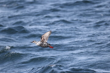 The pigeon guillemot (Cepphus columba)  is a species of bird in the auk family, Alcidae.  This photo was taken in Hokkaido, Japan.