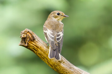 Close-up of a female European Pied Flycatcher, Ficedula hypoleuca, looking back and facing the camera against a dead, blurred green background
