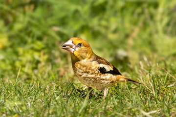 Close up of a juvenile foraging Hawfinch, Coccothraustes coccothraustes, in a grass field with sunflower seed in beak being peeled by rapid beak movement