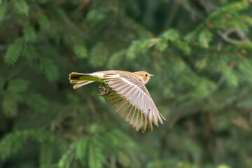 Close-up of a female European Pied Flycatcher, Ficedula hypoleuca, flying straight ahead, facing forward against a blurred dark green background