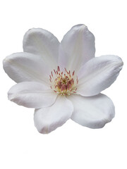 Clematis. Elegant white flower pattern with soft petals and delicate details for various design applications