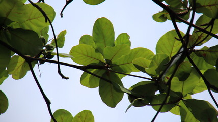 Green leaves filtering sunlight on tree branches against a bright blue sky, creating a peaceful and natural atmosphere.