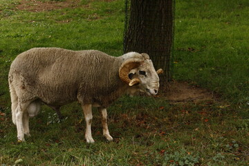 Obraz premium sheep in the field