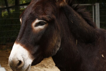 Donkey face close-up outdoors
