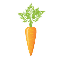 Carrot Vegetable Food Icon Isolated on a Transparent Background 