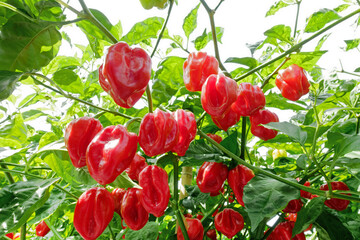 Habanero pepper plant with red ripe fruits ready for picking.
