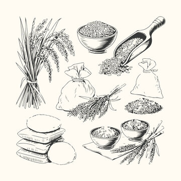 Vector art of handdrawn illustration of rice grains, stalks, and bags, depicting the harvest and processing of this staple food