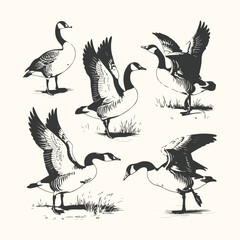 Vector art of a collection of five canadian geese in various poses, some with wings spread, rendered in a vintage illustration style on a cream background, evoking a sense of nature and wildlife