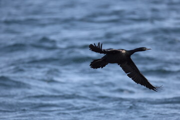 The pelagic cormorant (Urile pelagicus pelagicus), also known as Baird's cormorant or violet-green cormorant, is a small member of the cormorant family Phalacrocoracidae.
