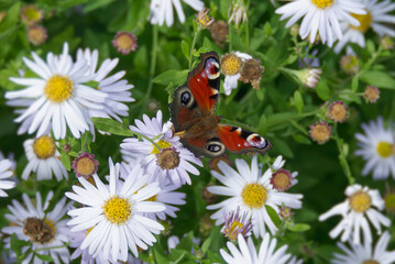 European peacock butterfly (Aglais io) sitting on a daisy in Zurich, Switzerland