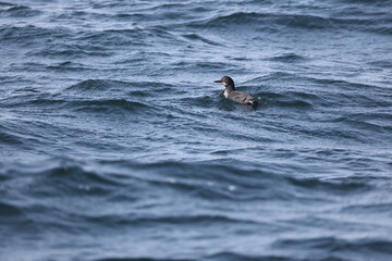 Fototapeta premium The pigeon guillemot (Cepphus columba) is a species of bird in the auk family, Alcidae. This photo was taken in Hokkaido, Japan.