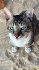 A cat with short fur and a striped pattern sits on a fabric background, looking attentively at the camera with its large, expressive eyes.