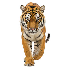 Fototapeta premium Tiger walking forward, focused gaze