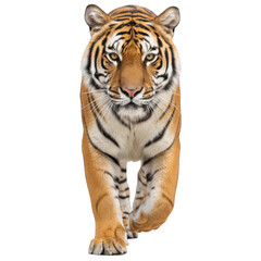 Fototapeta premium Tiger striding forward, head-on view. Sharp focus on stripes and powerful stance. Natural light