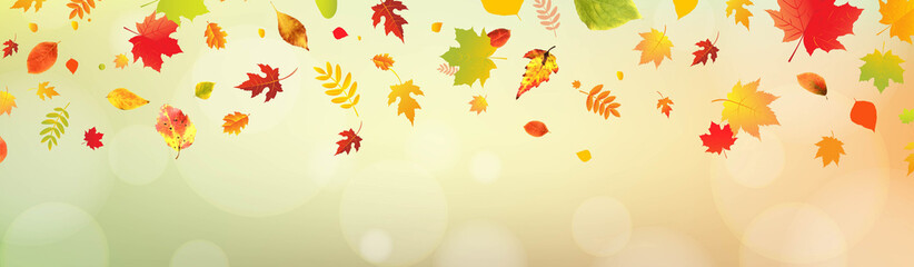 Autumn Colorful Leaves With Bokeh Background