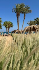 Fototapeta premium tall grasses with fluffy seed heads swaying in the wind. In the background, there are palm trees and a building with a dome, suggesting a tropical or subtropical climate. The sky is clear and blue, cr