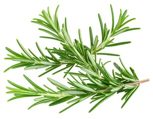 Fototapeta premium Fresh rosemary sprigs against white background