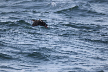 Naklejka premium The pigeon guillemot (Cepphus columba) is a species of bird in the auk family, Alcidae. This photo was taken in Hokkaido, Japan.