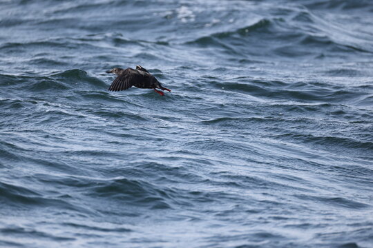 The pigeon guillemot (Cepphus columba)  is a species of bird in the auk family, Alcidae.  This photo was taken in Hokkaido, Japan.