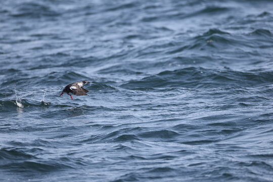 The pigeon guillemot (Cepphus columba)  is a species of bird in the auk family, Alcidae.  This photo was taken in Hokkaido, Japan.