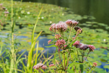 Eupatorium cannabinum, commonly known as hemp-agrimony, or holy rope. Flowering plant.