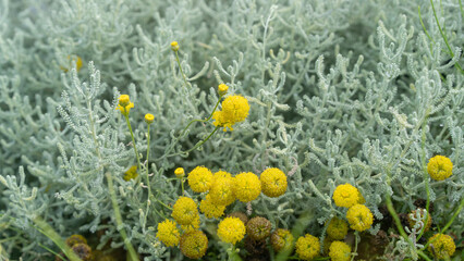 Santolina corsica. A perennial shrub with silvery-green foliage and small yellow flowers