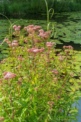 Eupatorium cannabinum, commonly known as hemp-agrimony, or holy rope. Flowering plant.