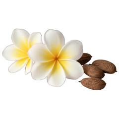 Naklejka premium Two plumeria flowers, with brown nuts, in a floral arrangement