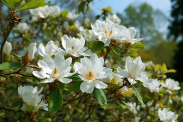 Obraz premium Close-up of white star magnolia blooms in spring