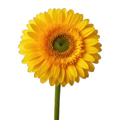 Naklejka premium Vibrant yellow gerbera daisy, centered against black background