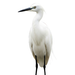 Obraz premium White bird, profile view, sharp beak