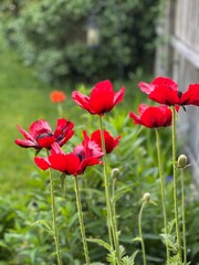 Poppies