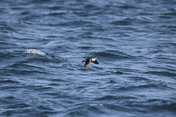 The spectacled guillemot or sooty guillemot (Cepphus carbo) is a seabird in the auk family. This...