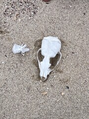 Sea lion scull on Beach, Galapagos