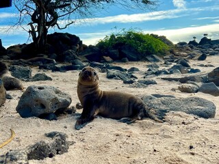 Baby Sea lion, Galapagos