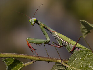 Close-up of a vibrant green praying mantis, a fascinating insect predator, resting gracefully on a dew-kissed leaf, observing its surroundings with intense focus in a natural outdoor setting