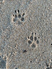 Dog Paw Prints in Sand
