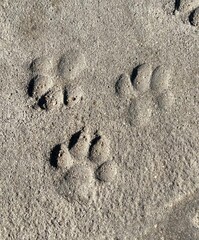 Dog Paw prints in Cement