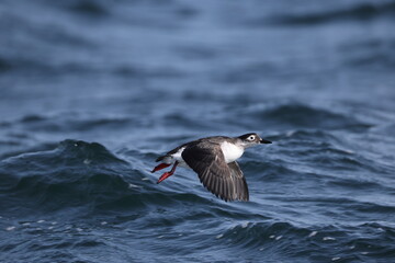 The spectacled guillemot or sooty guillemot (Cepphus carbo) is a seabird in the auk family. This...
