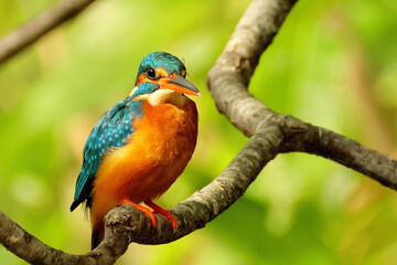 Birds of SL