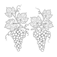 Decorative vines with bunches of grapes and leaves.