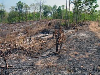 Burned dry forest clearing with charred vegetation and new green trees in background conveying...